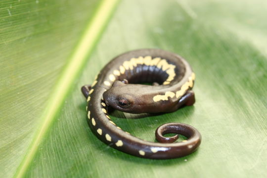 Image of Bolitoglossa odonnelli (Stuart 1943)