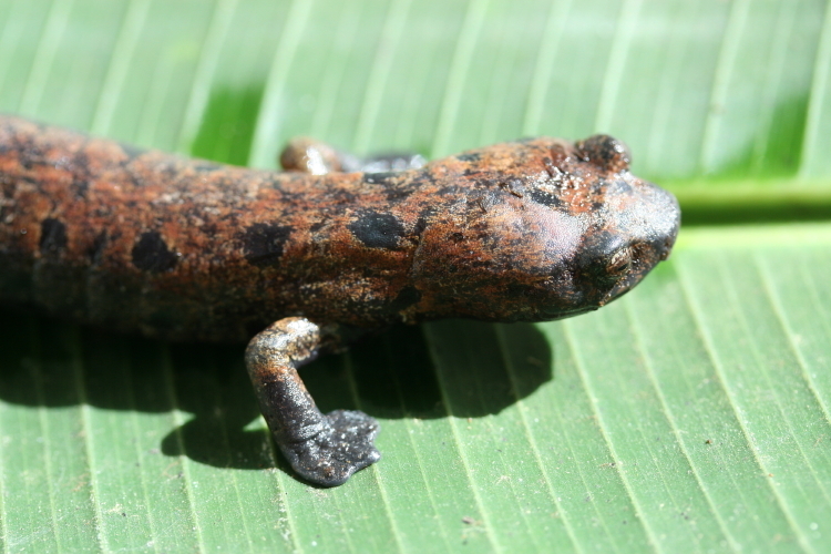 Imagem de Bolitoglossa dofleini (Werner 1903)