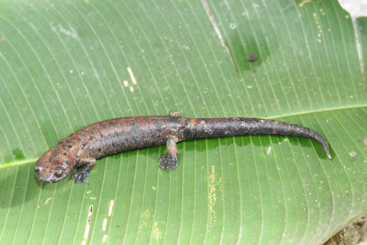 Imagem de Bolitoglossa dofleini (Werner 1903)