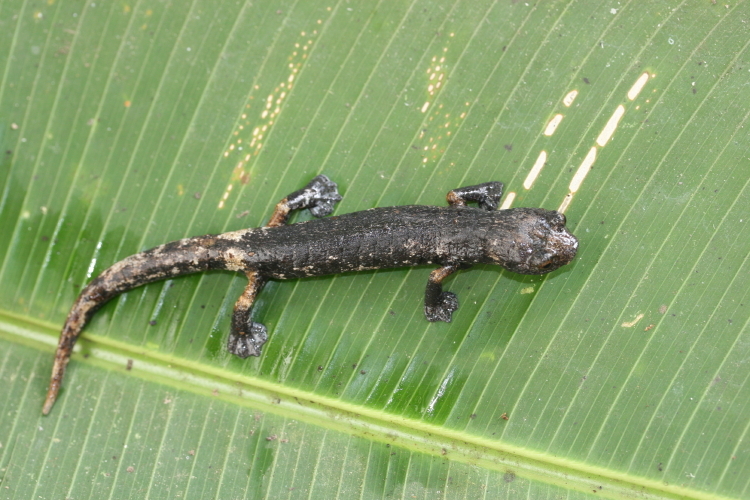 Imagem de Bolitoglossa dofleini (Werner 1903)