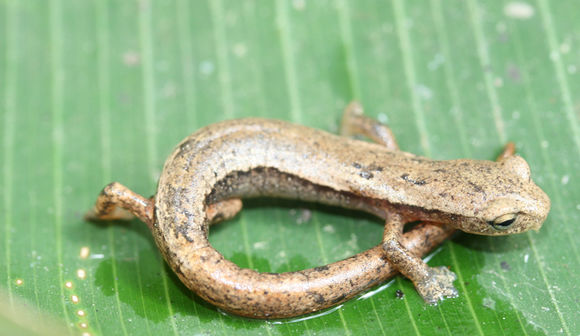 Imagem de Bolitoglossa helmrichi (Schmidt 1936)