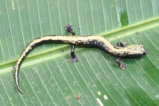 Image of Müller's Mushroomtongue Salamander