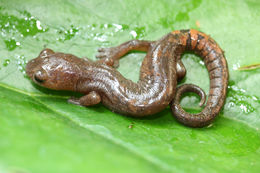 Image of Conant's Mushroomtongue Salamander