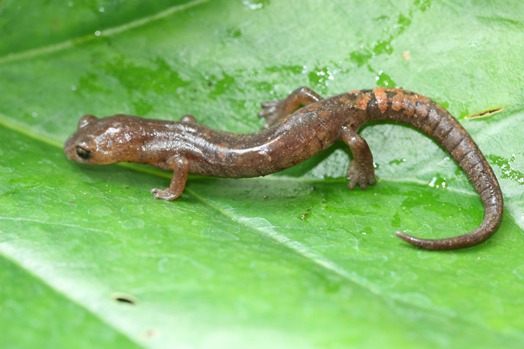 Image of Conant's Mushroomtongue Salamander