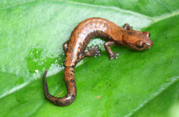 Image of Conant's Mushroomtongue Salamander