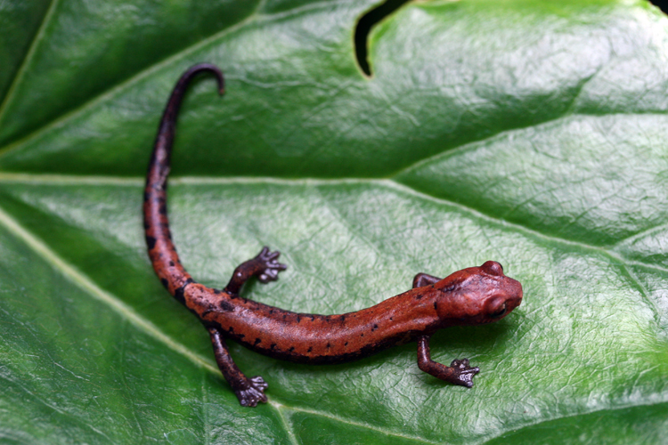 Image of Conant's Mushroomtongue Salamander