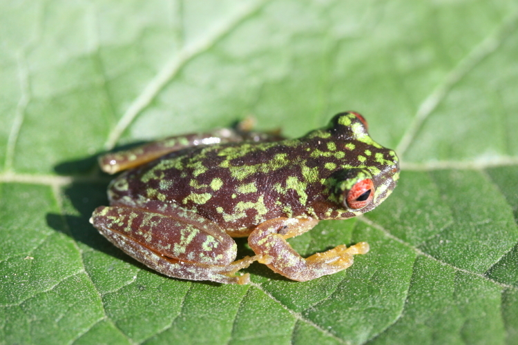 Image of Brook frog