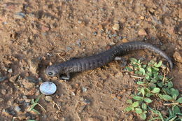 Imagem de Bolitoglossa dofleini (Werner 1903)