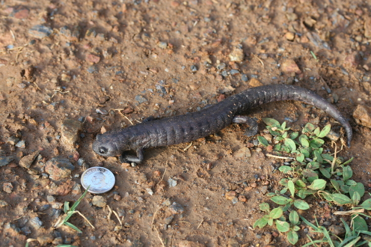 Imagem de Bolitoglossa dofleini (Werner 1903)