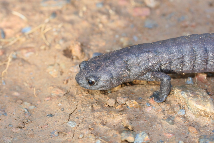 Imagem de Bolitoglossa dofleini (Werner 1903)