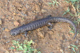 Imagem de Bolitoglossa dofleini (Werner 1903)