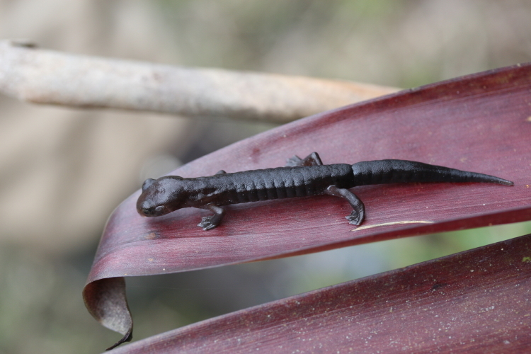 Image of Mushroomtongue salamander