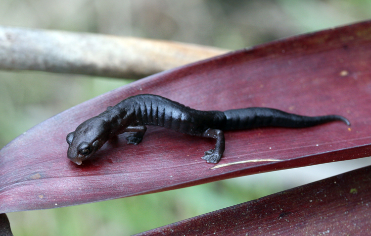 Image of Mushroomtongue salamander