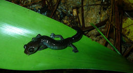 Image of Mushroomtongue salamander