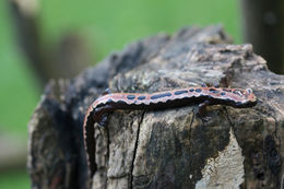 Image of Black-and-Gold Salamander