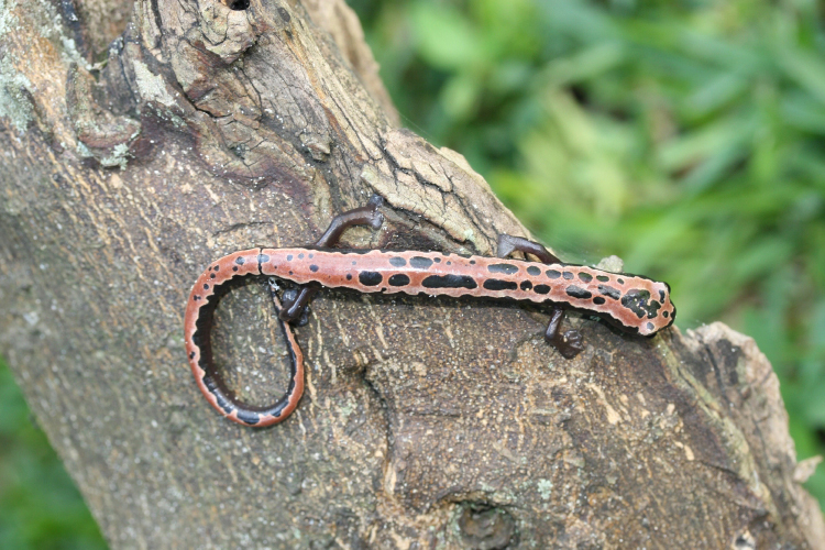 Image of Black-and-Gold Salamander