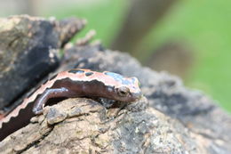 Image of Black-and-Gold Salamander