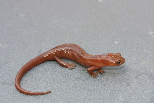 Image of Bolitoglossa dunni (Schmidt 1933)