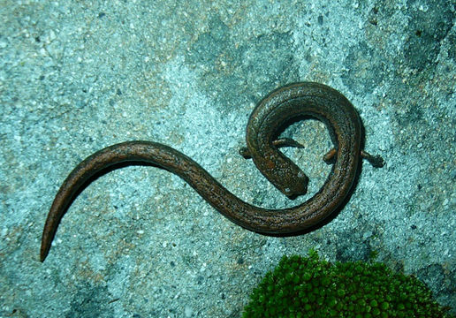 Image of Hell Hollow Slender Salamander