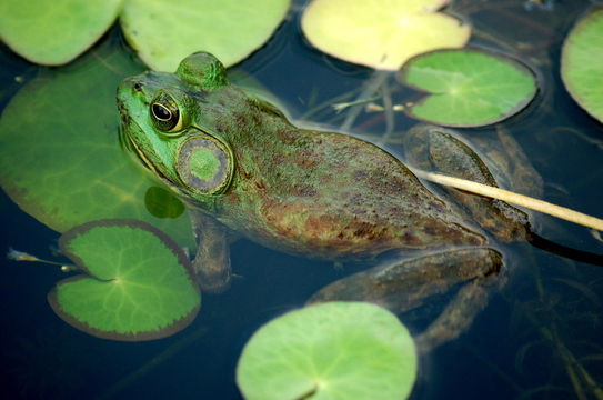 Imagem de Lithobates catesbeianus (Shaw 1802)