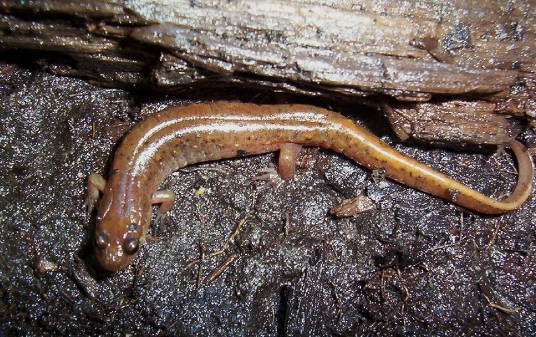 Image of Dusky Salamander