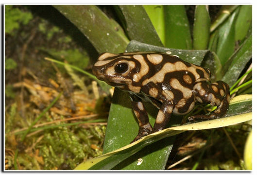 Image of Gold Arrow-poison Frog