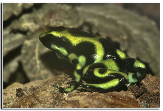 Image of Gold Arrow-poison Frog