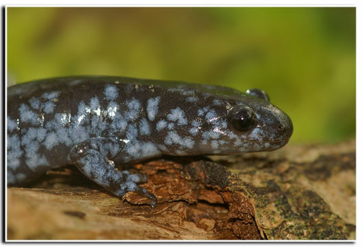 صورة Ambystoma laterale Hallowell 1856