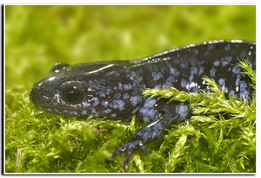 صورة Ambystoma laterale Hallowell 1856