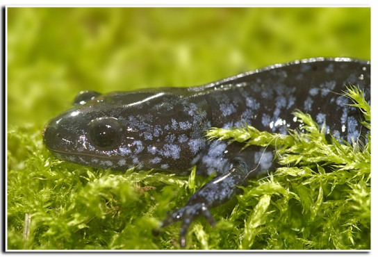 Слика од Ambystoma laterale Hallowell 1856