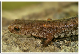 Image of Four-toed Salamander