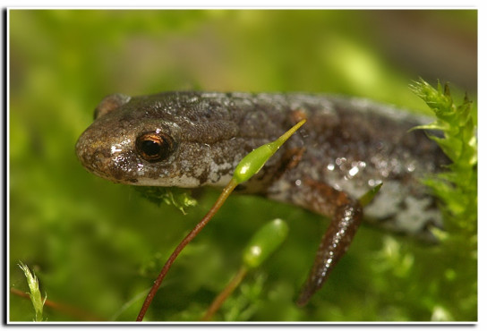 Image of Four-toed Salamander