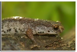 Image of Four-toed Salamander