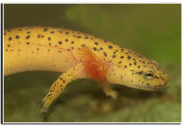 Image of Red Salamander