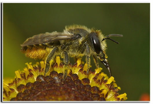 Image of Megachile willughbiella (Kirby 1802)