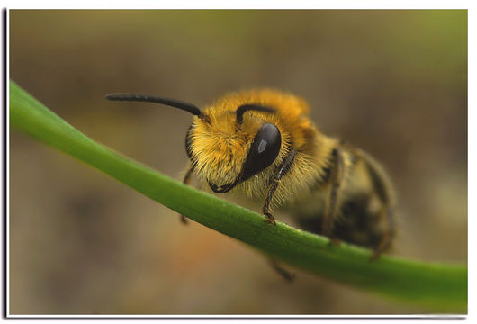 Image de Colletes daviesanus Smith 1846