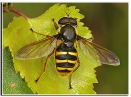 Image of Sericomyia silentis (Harris 1776)