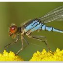 Image of red-eyed damselfly