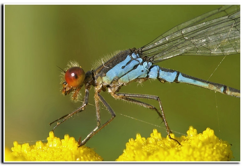 Image of red-eyed damselfly