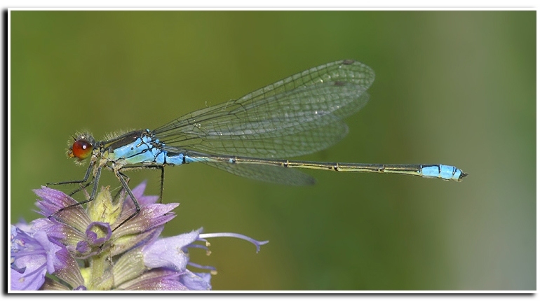 Image of Small Red-Eyed Damselfly