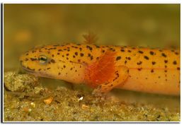 Image of Red Salamander