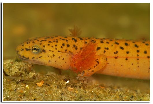 Image of Red Salamander