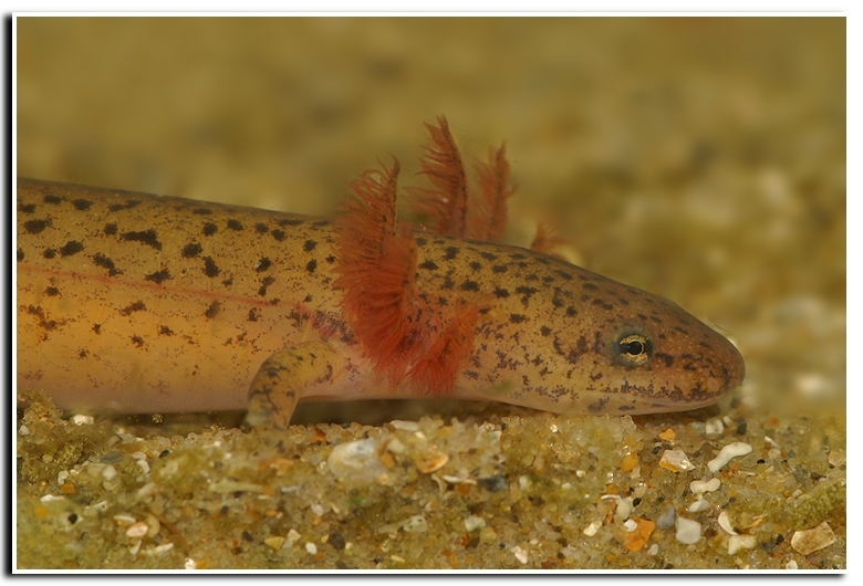 Image of Red Salamander