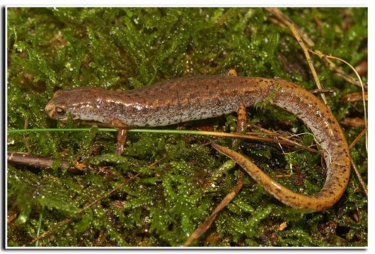 Image of Four-toed Salamander