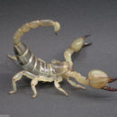 Image of Israeli gold scorpion