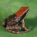 Image of Sanguine Poison Frog