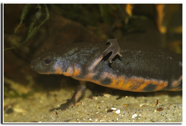 Image of Japanese Fire-bellied Newt