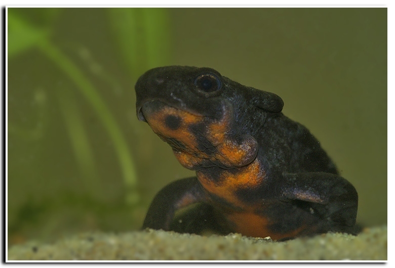 Image of Japanese Fire-bellied Newt