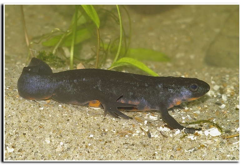 Image of Japanese Fire-bellied Newt