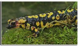 صورة <i>Salamandra salamandra gallaica</i>